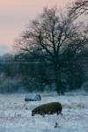 _IMG0455 copy.jpg